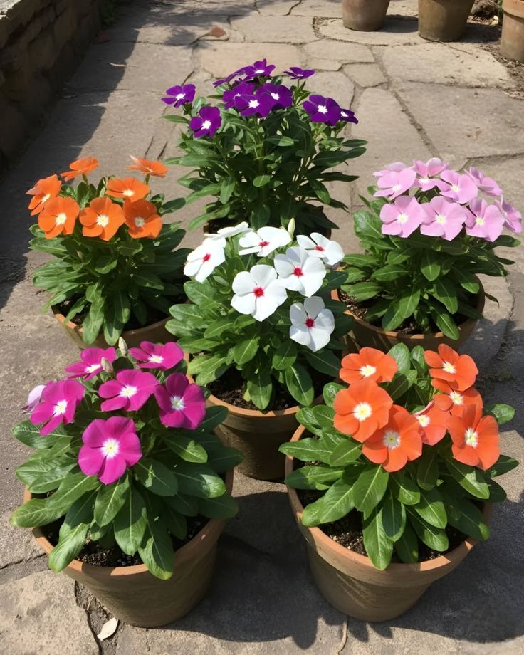 Seasonal Flowers